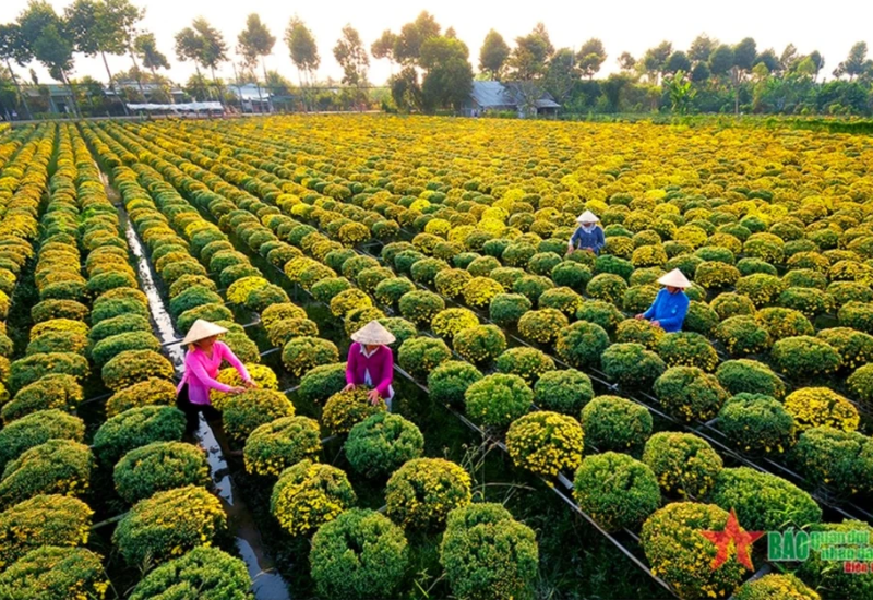 Làng Hoa Sa Đéc Ở Đâu?